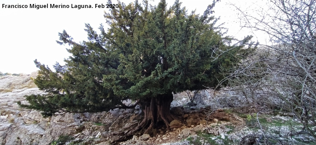 Tejo Milenario Macho - Tejo Milenario Macho. 