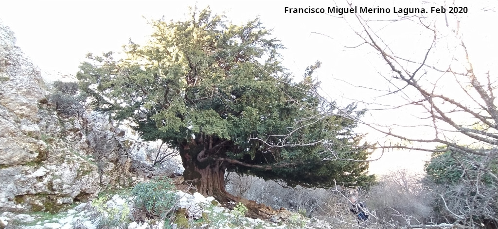 Tejo Milenario Macho - Tejo Milenario Macho. 