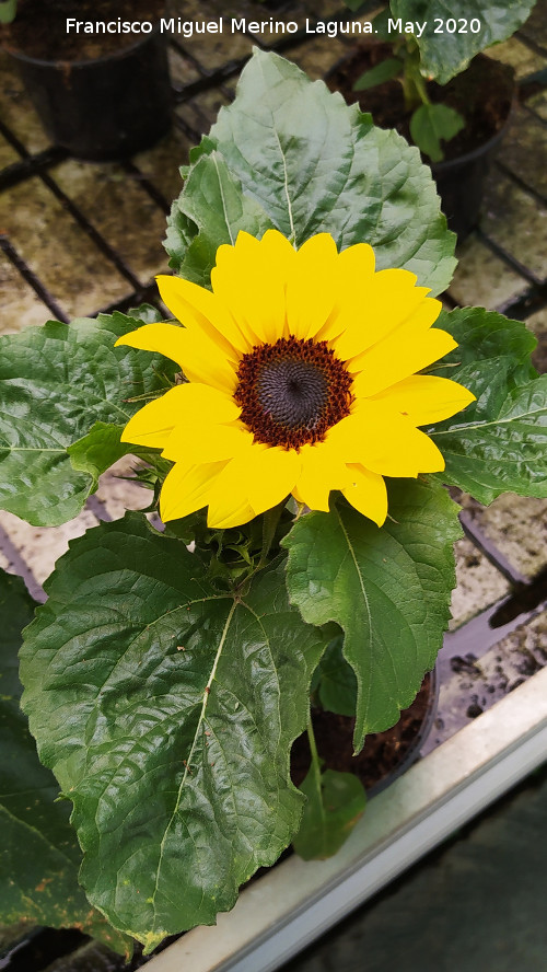 Girasol enano - Girasol enano. Ja�n