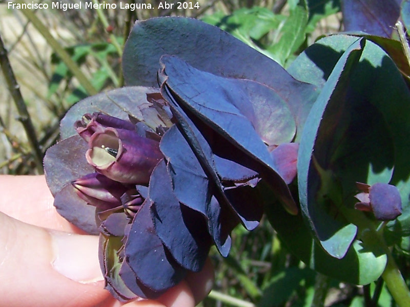 Ceriflor - Ceriflor. Flor. Camino antiguo de beda a Baeza