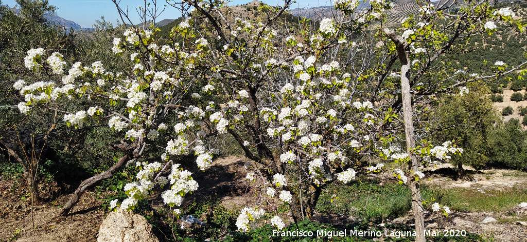 Peral - Peral. Cortijo de la Albardilla - Cambil