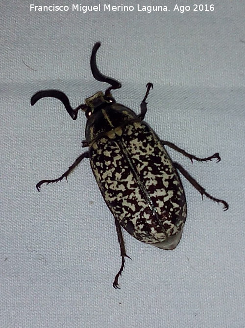Escarabajo Batanero - Escarabajo Batanero. Majada de la Carrasca - Villacarrillo
