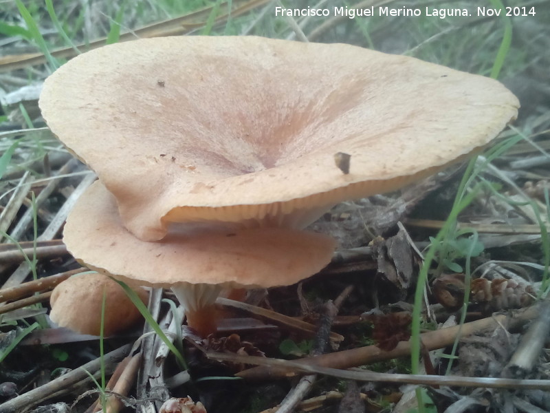 Platera menor - Platera menor. El Vaquerizo - Castellar