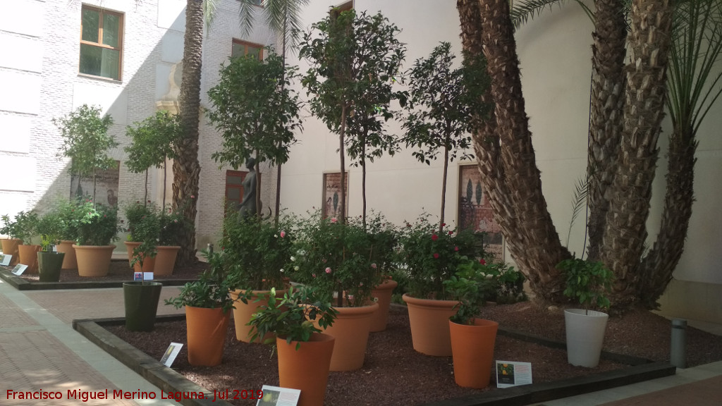 Palacio de San Esteban - Palacio de San Esteban. Patio trasero