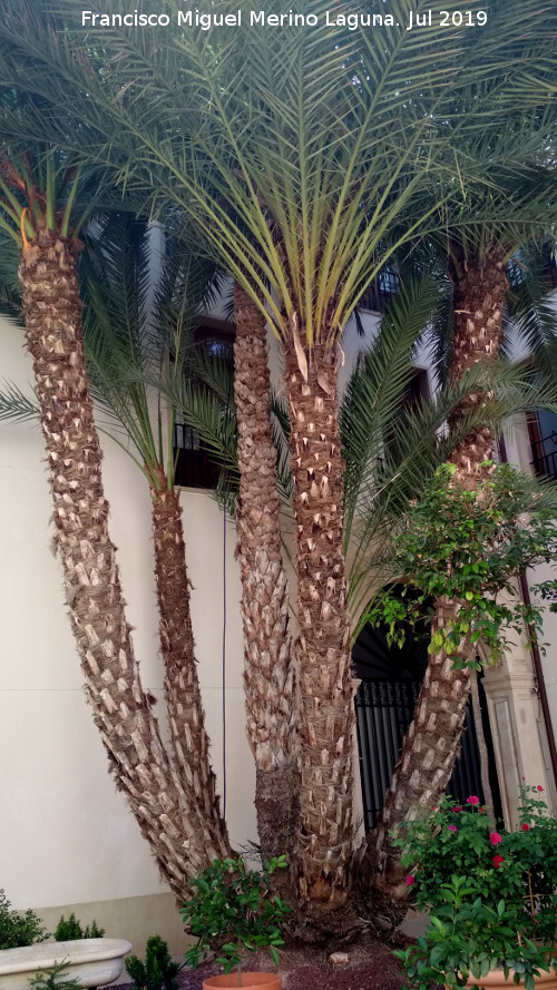 Palacio de San Esteban - Palacio de San Esteban. Palmera del patio trasero