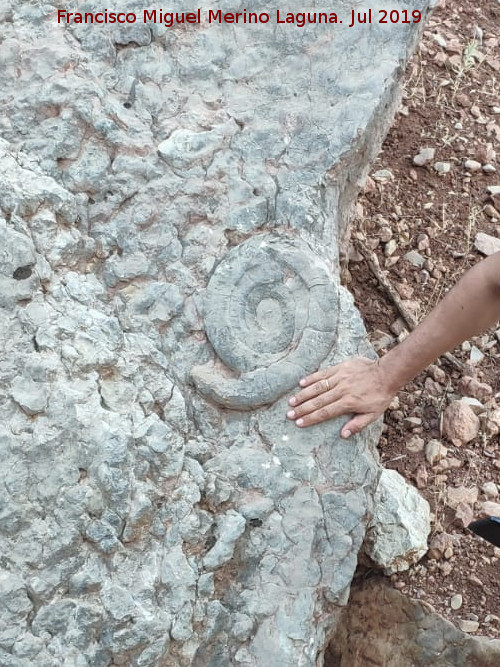 Fsil de la Loma del Potro - Fsil de la Loma del Potro. 