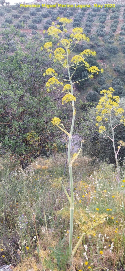 Ca�aheja - Ca�aheja. Cerro Toledo - Los Villares