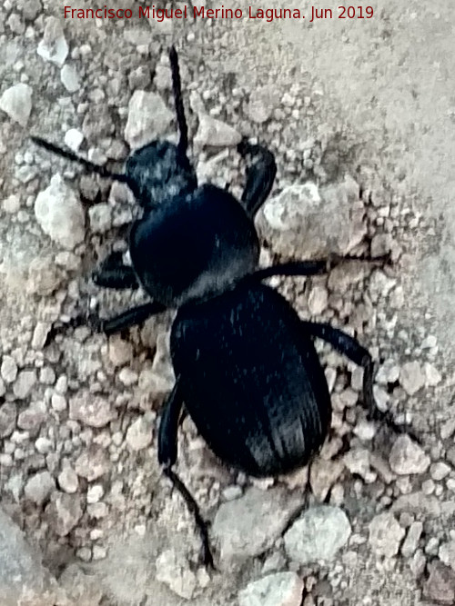 Escarabajo Tenebrinido - Escarabajo Tenebrinido. Sierra de Huma - Antequera