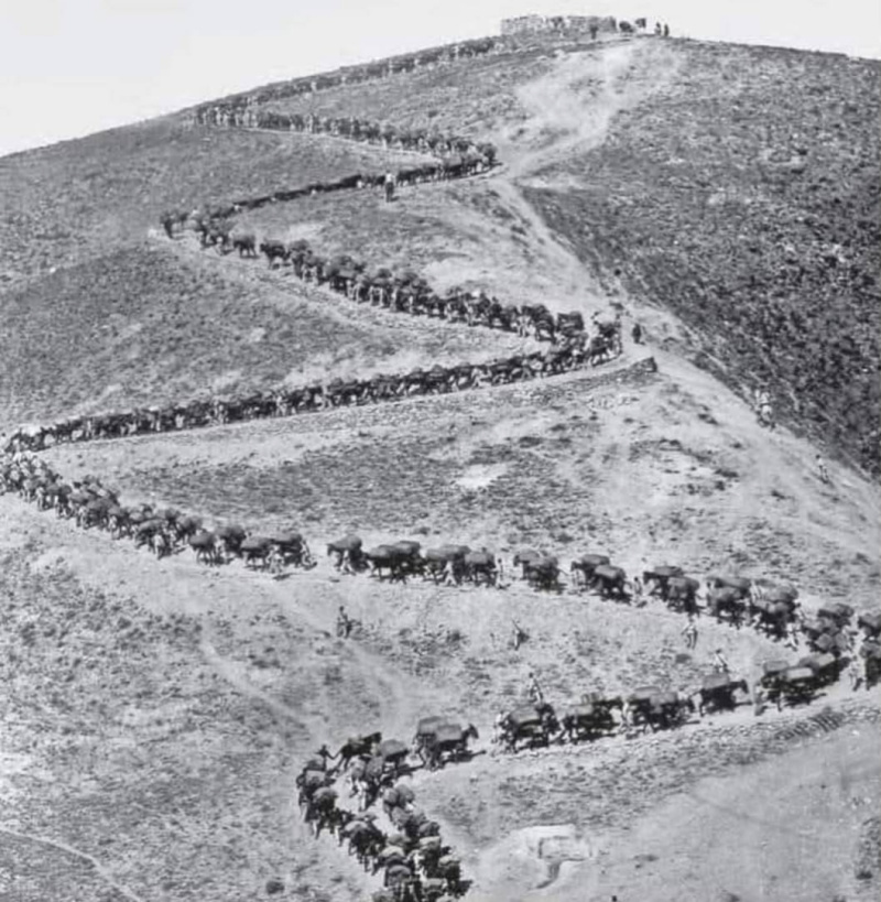 Guerra del Riff - Guerra del Riff. Cargas de abastecimiento de una posicin espaola con mulas