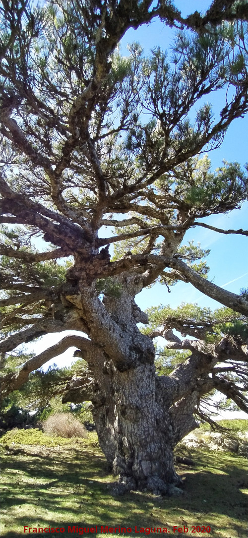 Pino de la Entrega - Pino de la Entrega. 