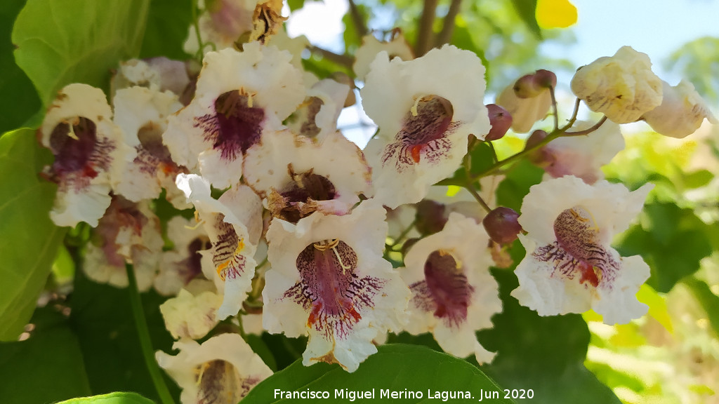 Catalpa - Catalpa. Flores. El Centenillo - Ba�os de la Encina