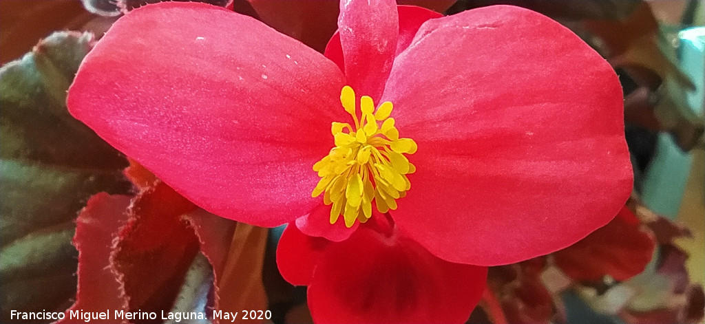 Begonia - Begonia. Flor. Los Villares