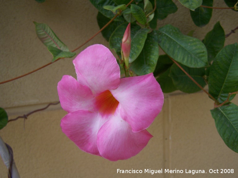 Mandevilla - Mandevilla. Navas de San Juan