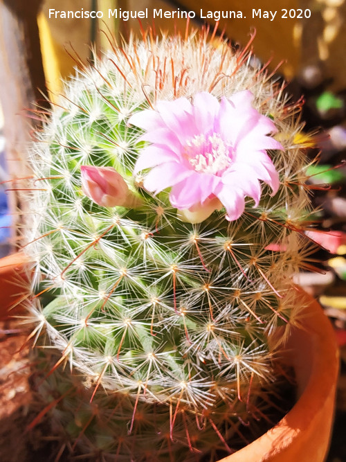 Cactus Biznaguita - Cactus Biznaguita. Los Villares