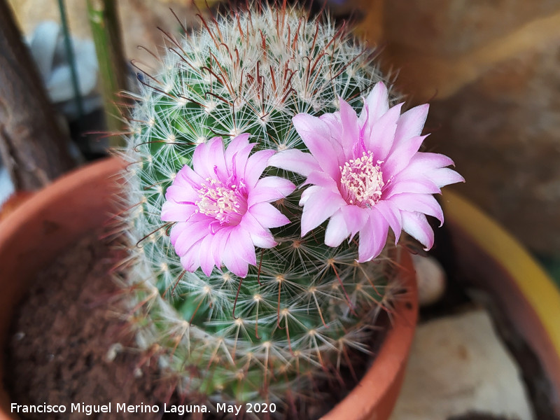 Cactus Biznaguita - Cactus Biznaguita. Los Villares