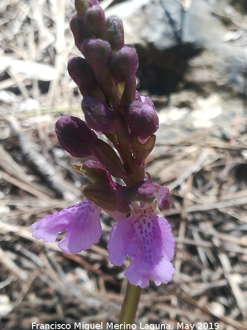 Orqudea de Cazorla - Orqudea de Cazorla. Flor. Cabecera del Ro Morles - Orcera