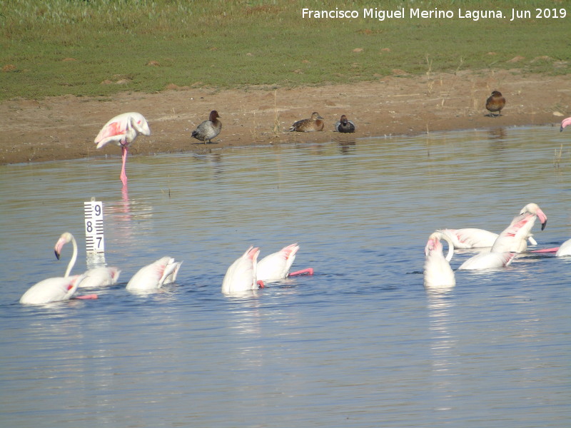 Laguna Dulce - Laguna Dulce. 