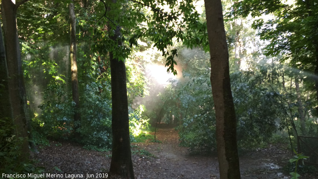 Bosque de la Alhambra - Bosque de la Alhambra. 