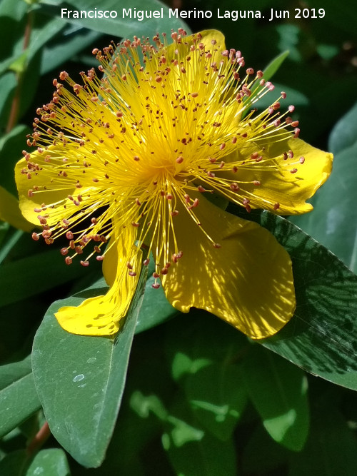 Barba de Aarn - Barba de Aarn. Flor. Carmen de los Mrtires - Granada