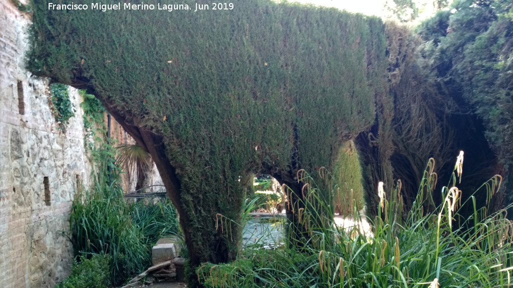 Carmen de los Mrtires. Jardn de los Arcos - Carmen de los Mrtires. Jardn de los Arcos. 