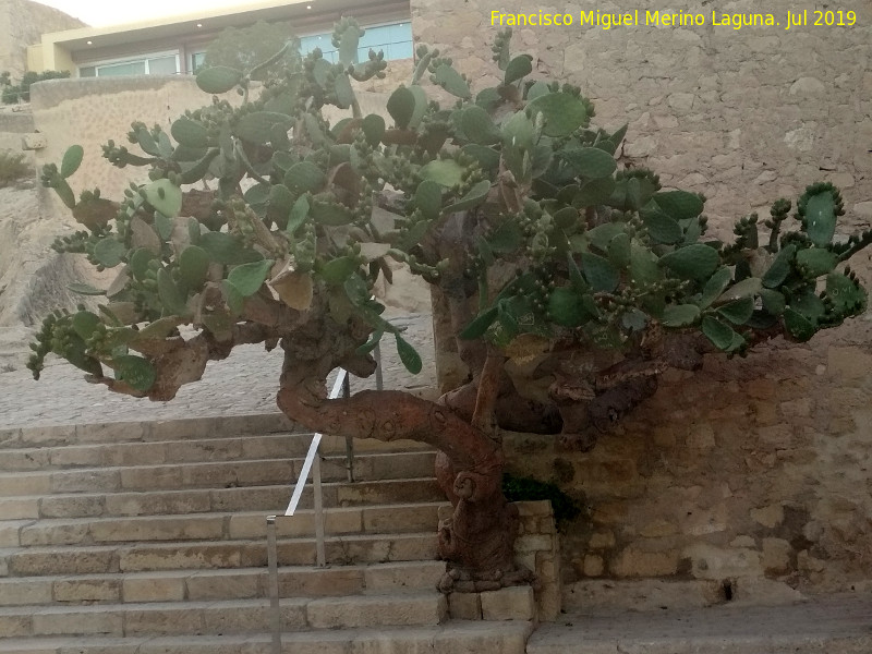 Cactus Chumbera - Cactus Chumbera. 