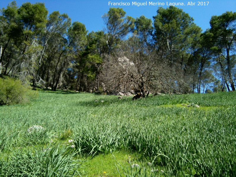 Rancho de la Caada de las Hazadillas - Rancho de la Caada de las Hazadillas. Roca