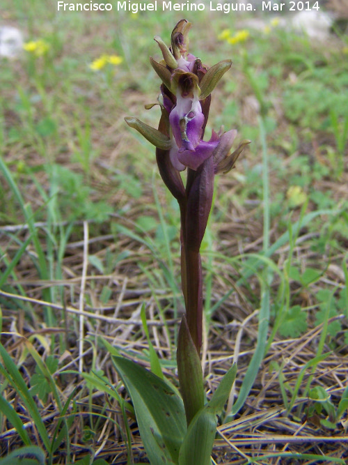 Orqudea colina - Orqudea colina. Cerro de la Harina - Alcaudete