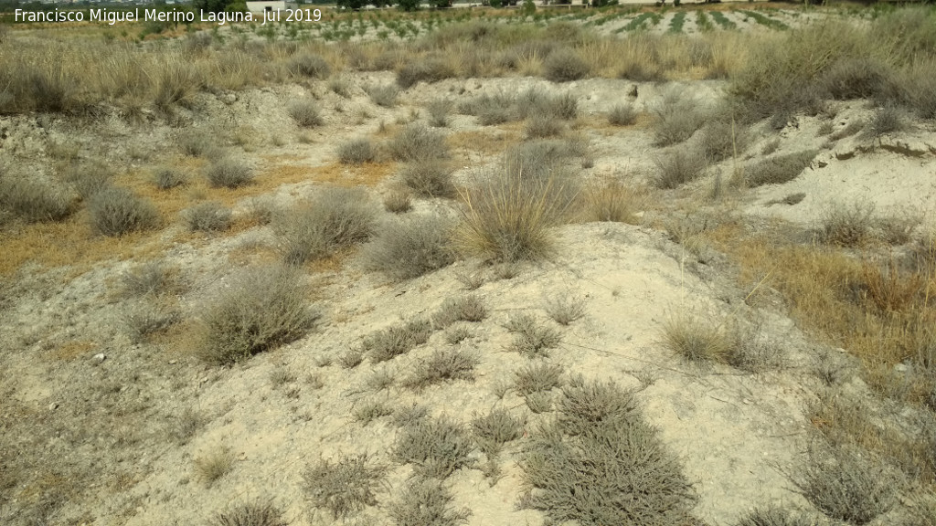 Necrpolis del Cerro del Santuario - Necrpolis del Cerro del Santuario. 