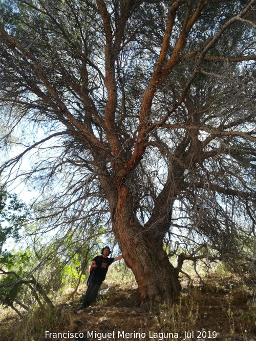 Encina de la Tinaja - Encina de la Tinaja. 