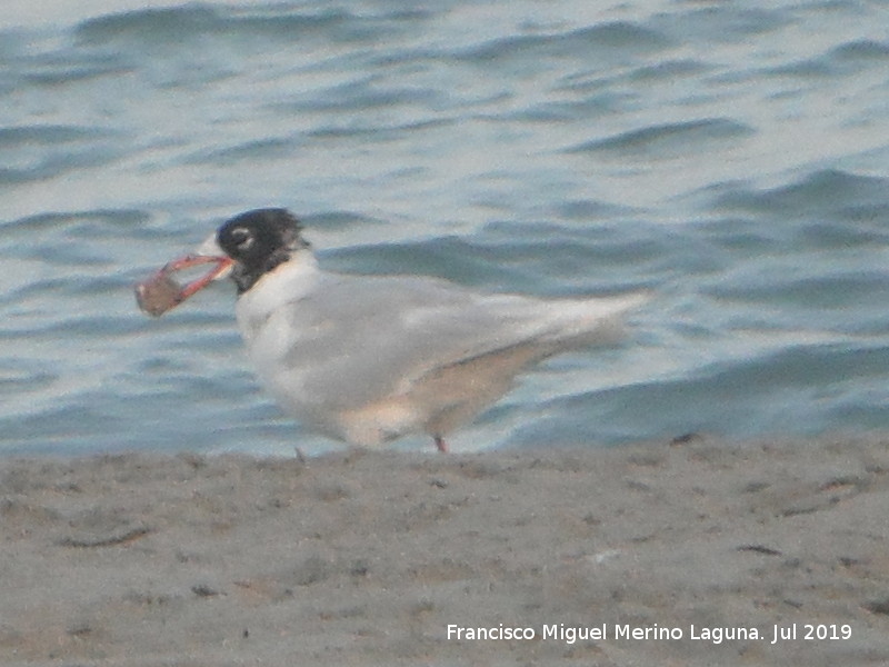 Pjaro Gaviota Cabecinegra - Pjaro Gaviota Cabecinegra. Santa Pola