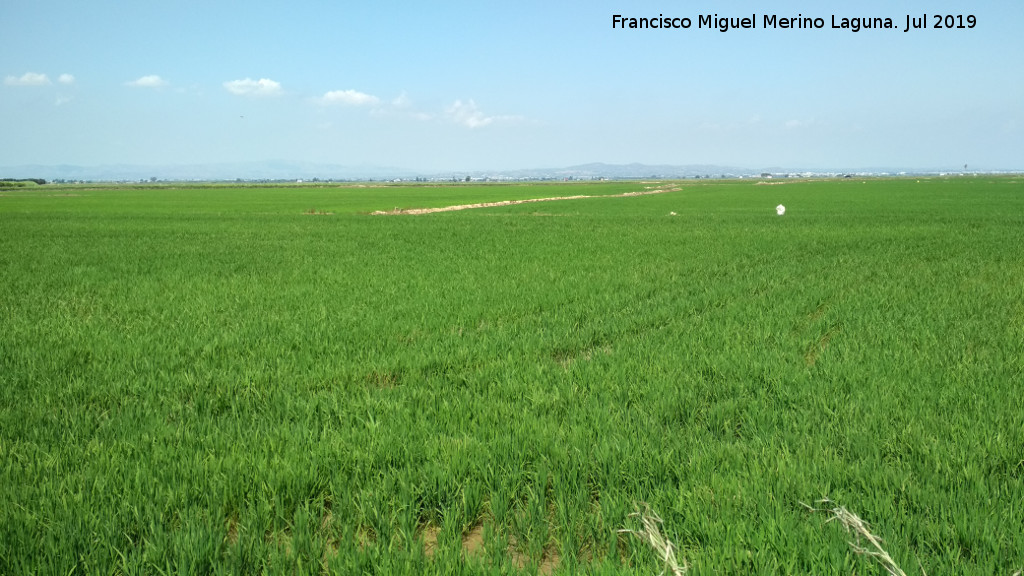 Arroz - Arroz. La Albufera - Valencia