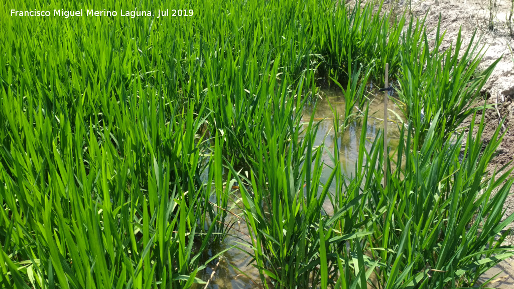 Arroz - Arroz. La Albufera - Valencia