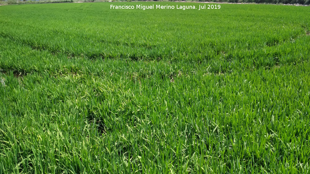 Arroz - Arroz. La Albufera - Valencia