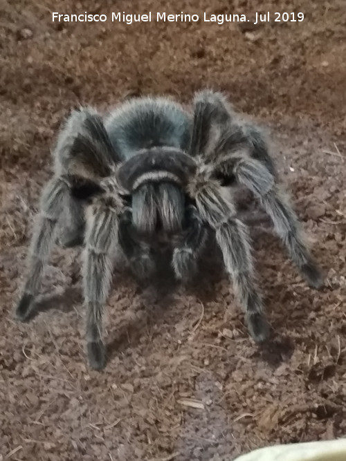 Araa Tarntula Chilena Rosada - Araa Tarntula Chilena Rosada. Ciudad de las Ciencias - Valencia