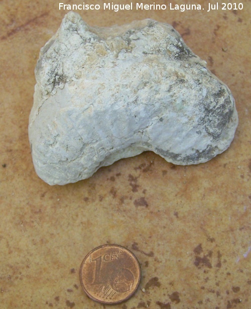 Ammonites Crioceras duvali - Ammonites Crioceras duvali. Arroyo Padilla - Jan