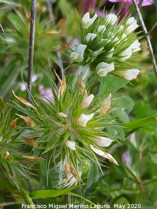 Tr�bol estrellado - Tr�bol estrellado. Flores. La Veleta - Los Villares