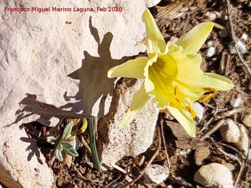 Narciso Monta�oso - Narciso Monta�oso. Loma de Cagasebo - Quesada