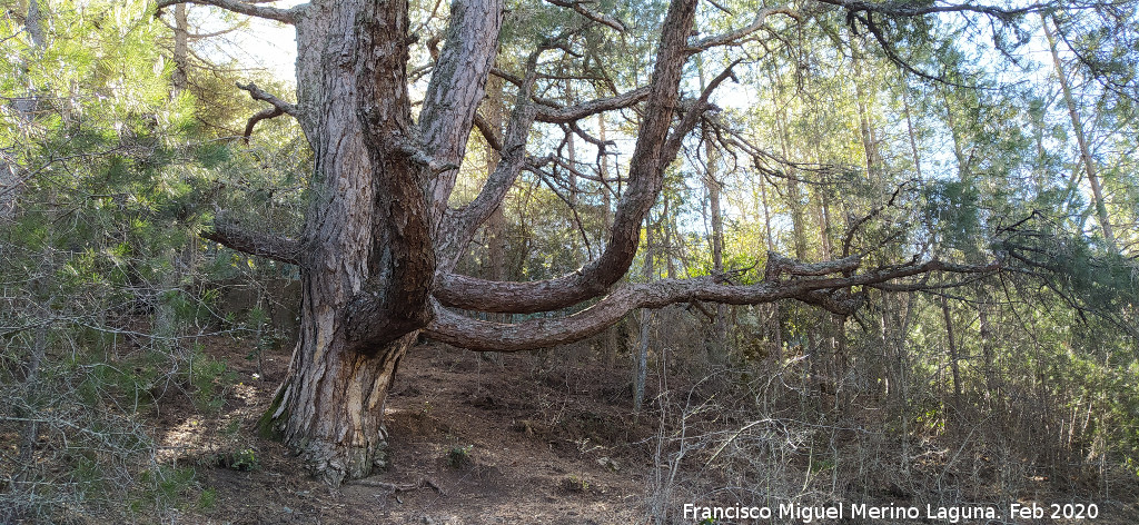 Pino del Pulpo del Poyo de las Palomas - Pino del Pulpo del Poyo de las Palomas. 
