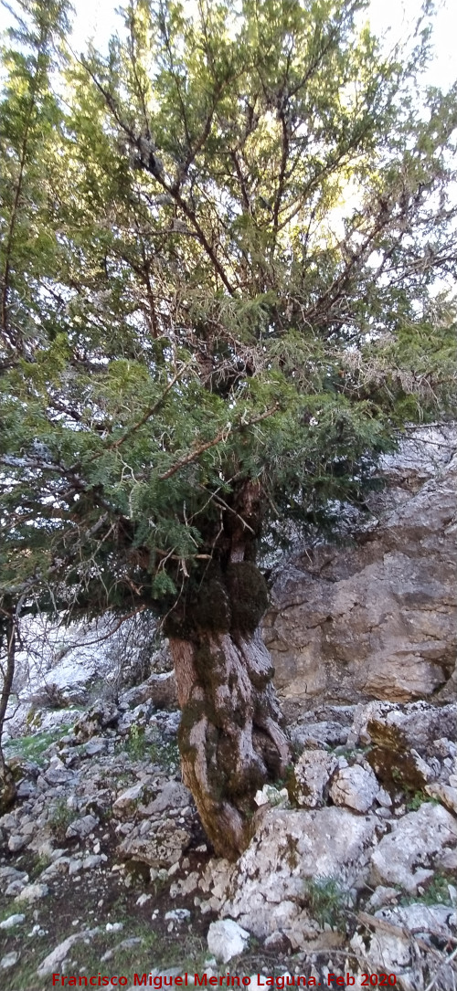 Tejo del Torso de Mujer - Tejo del Torso de Mujer. 