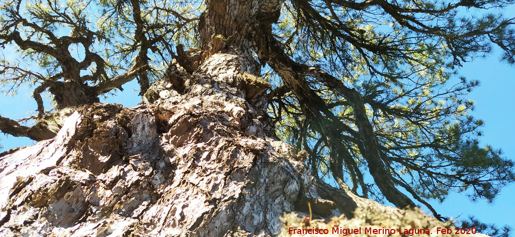 Pino del Tajo - Pino del Tajo. Ramas