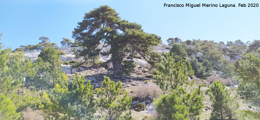 Pino Retorcido - Pino Retorcido. 