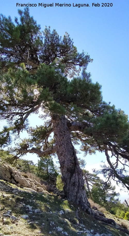 Pino Retorcido - Pino Retorcido. 