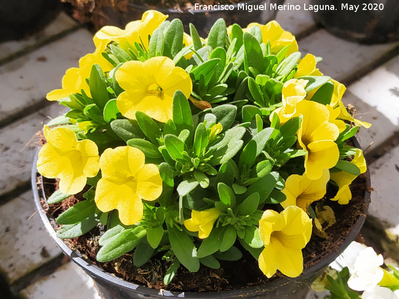 Calibrachoa - Calibrachoa. Ja�n