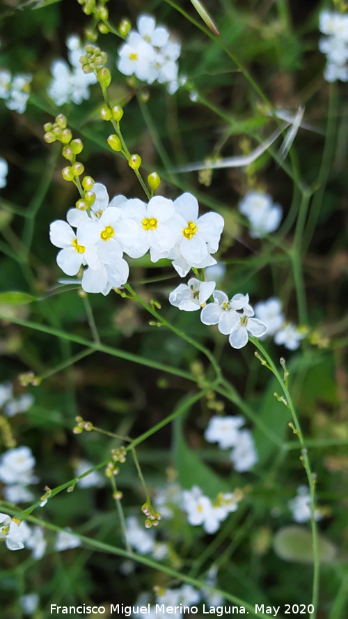 Linillo enano - Linillo enano. La Veleta - Los Villares