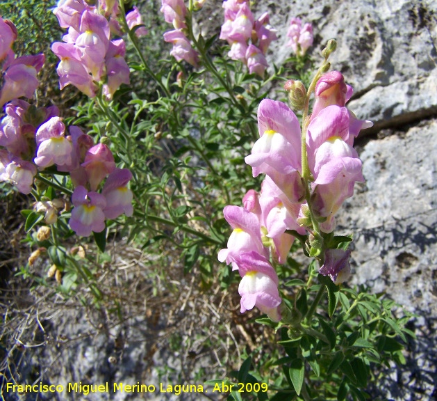 Boca de drag�n silvestre - Boca de drag�n silvestre. Ja�n