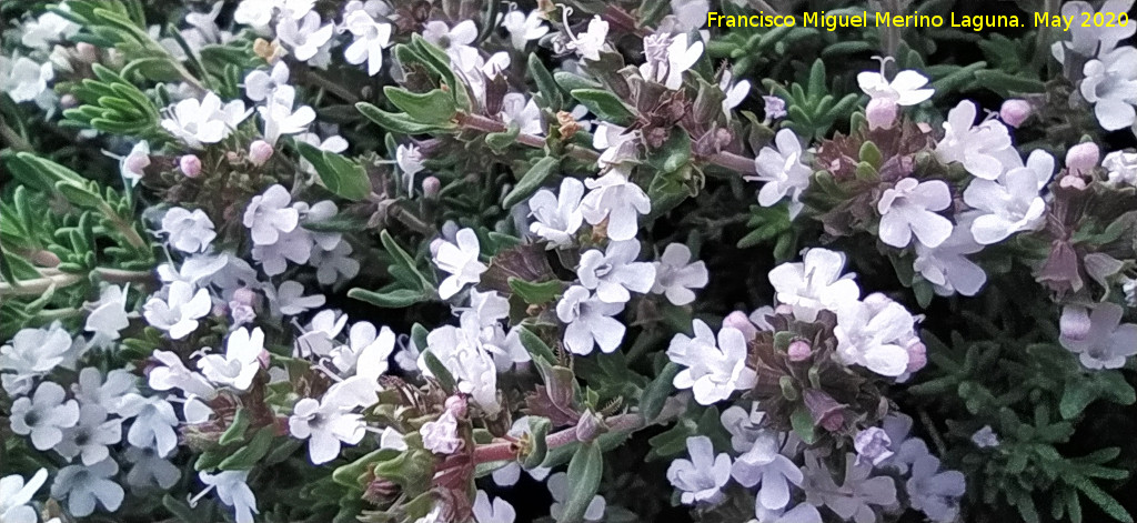 Tomillo blanco - Tomillo blanco. Flores. La Veleta - Los Villares