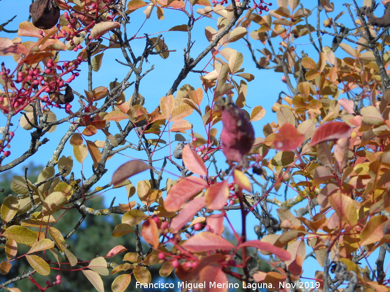 Cornicabra - Cornicabra. Baizuela - Torredelcampo