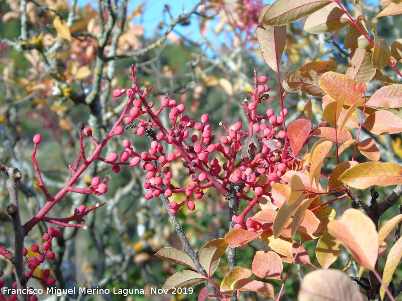Cornicabra - Cornicabra. Frutos. Baizuela - Torredelcampo