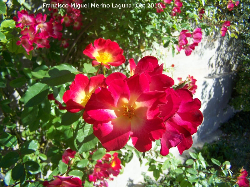 Rosal trepador de flor simple - Rosal trepador de flor simple. Los Villares