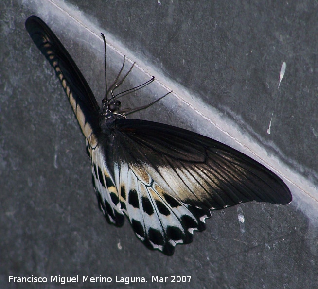 Mariposa Papilio gigante - Mariposa Papilio gigante. Granada
